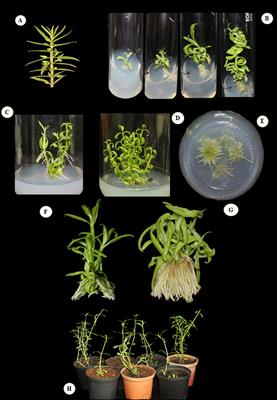 Micropropagation and elicited production of triterpenoid saponin glycosides and stigmasterol via precursor and elicitor feeding in Bacopa floribunda (R.Br.) Wettst.—A potential nootropic herb